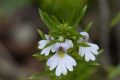 Euphrasia tricuspidata